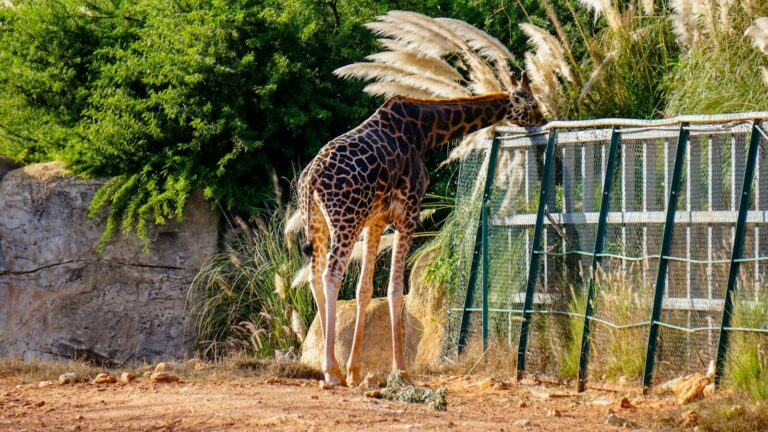 A giraffe bends down to eat from a feeder