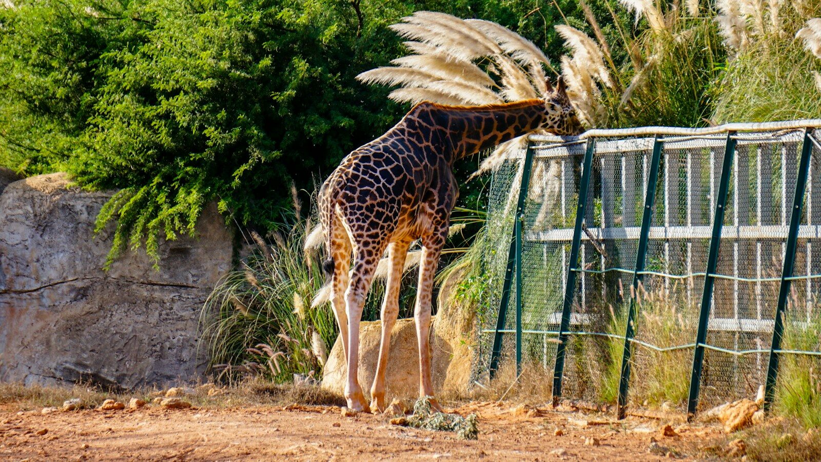 A giraffe bends down to eat from a feeder