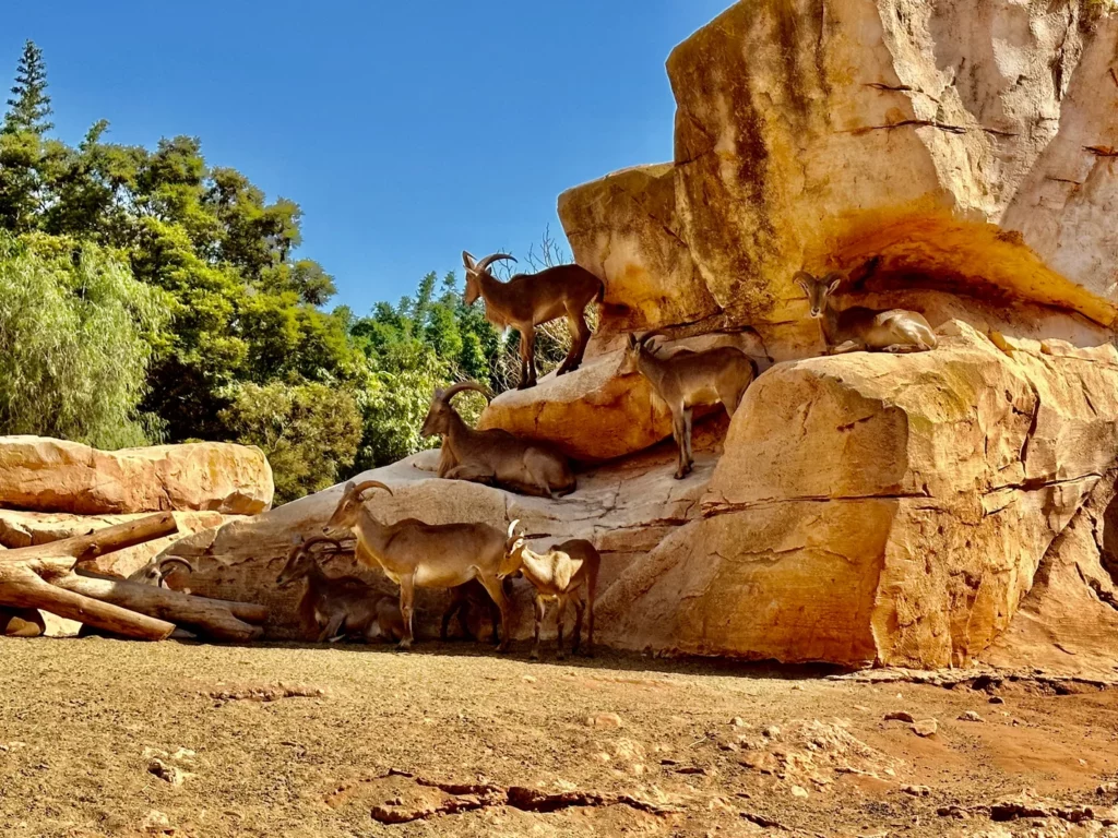 mouflons sur rocher au zoo de rabat