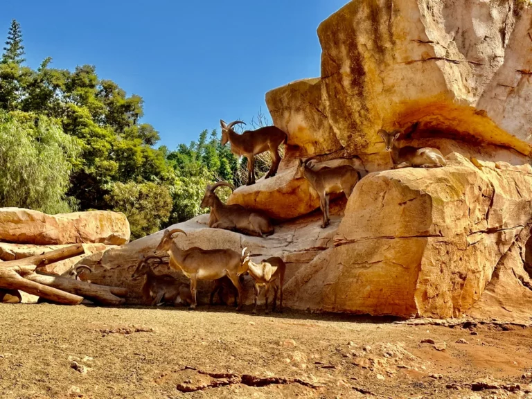 mouflons sur rocher au zoo de rabat