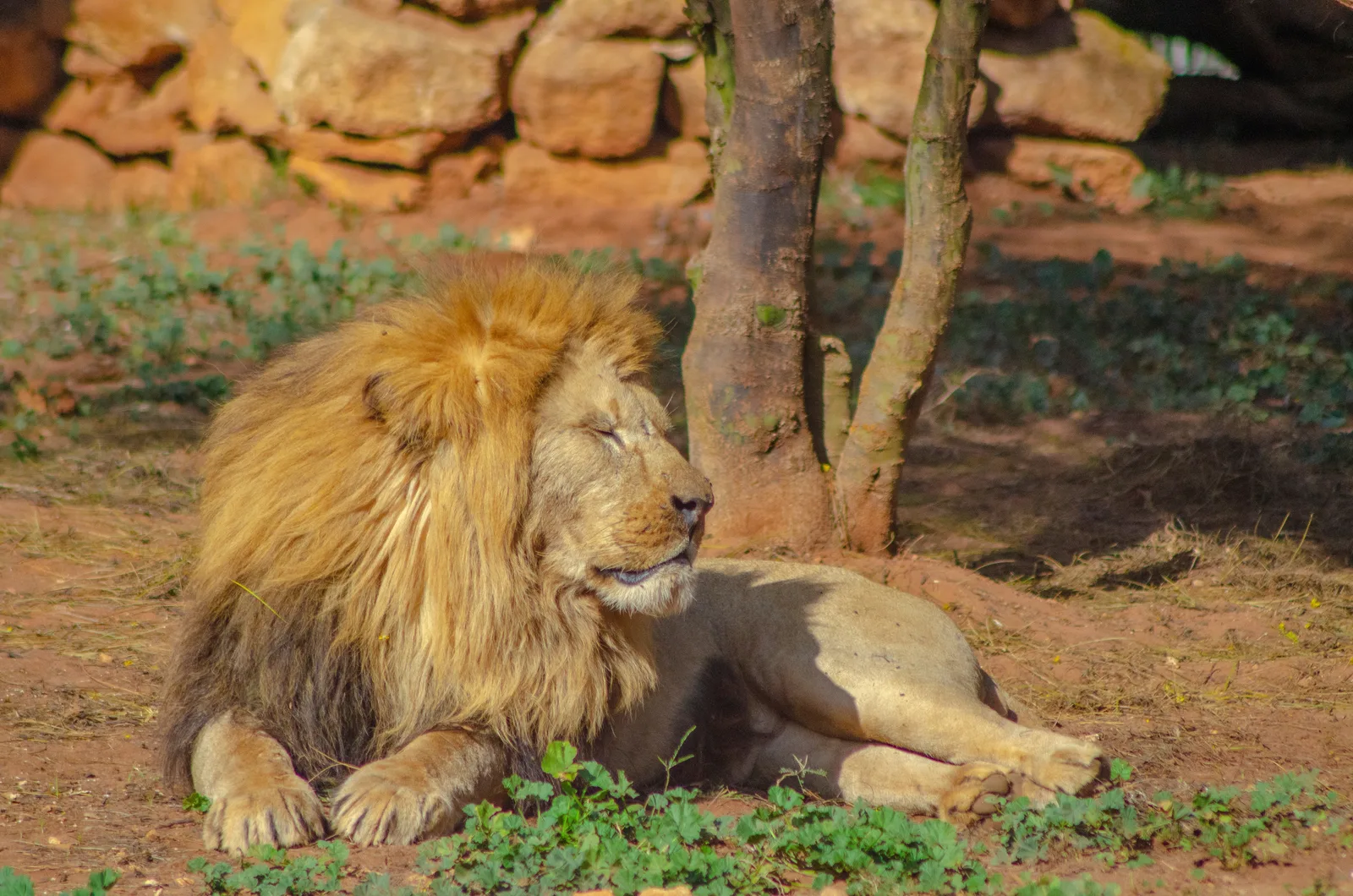 lion au zoo de rabat