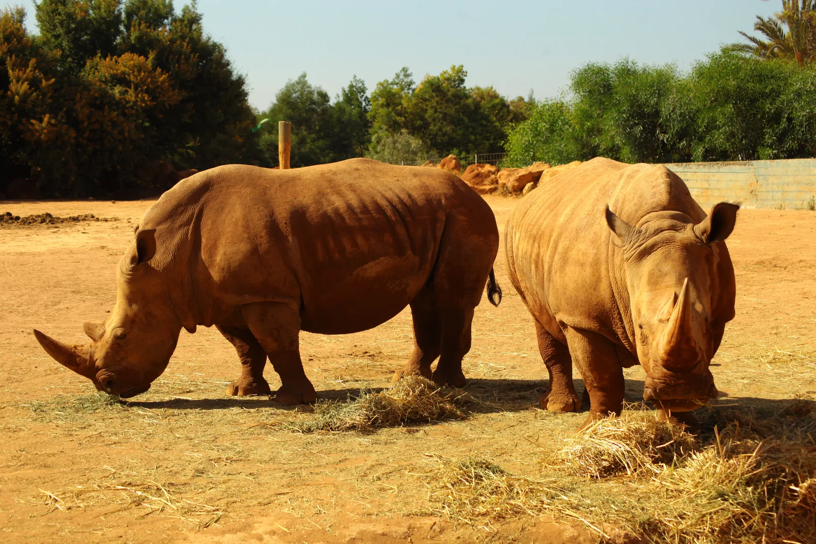 rhinocéros au zoo de rabat
